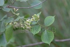 Dalbergia sissoo